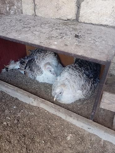 hind quslari: Dişi, Damazlıq, Ödənişli çatdırılma — 1