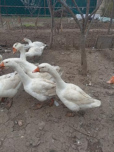 Pişiklər: Qaz sürüsü – RUS SORTU ev şəraitində bəslənən - Növ: Ağ ev qaz/qaz — 3