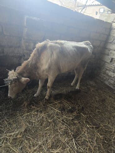 отдам в хорошие руки котенка: Kok dana - Növ: Yerli cins mal-qara - Cins: Erkək (dana) - Rəng: Açıq — 3