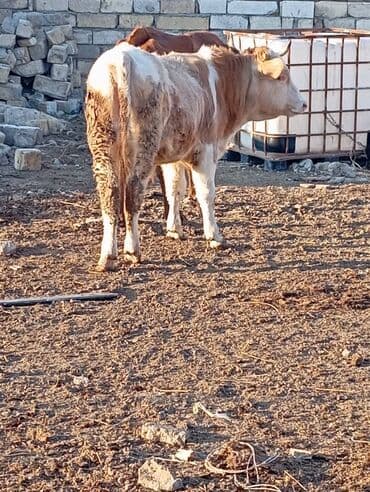 Dana, buzov: Dana, buzov, Erkək, ay: 11, 140 kq, Ətlik — 1