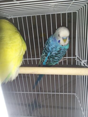 geref quşu: Cüt quşlar satılır qəfəslərlə bir yerdə ucuz qiymətə valnistiy — 5