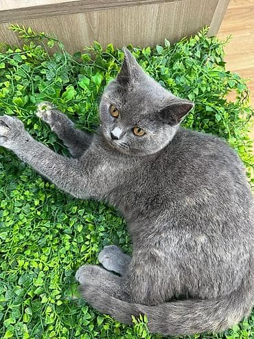 ilan oyuncaq: Britan, Dişi, Yaxşı əllərə, Ünvandan götürmə — 2