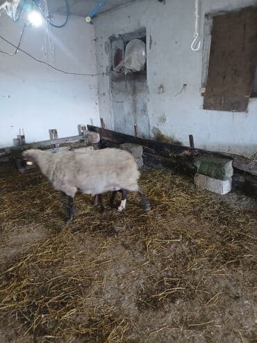 Коровы, быки: Ana bala 380man 3cu qarlndl dogur. bașqa bogaz heyvanlarlmda — 8