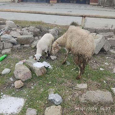 bala pitbul: Ana bala. bala disidi sağlam heyvanlar dir — 4