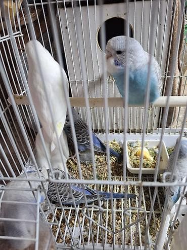 turac quş: Tutuqusu balalari satilir. 6 denedi. 2 ag 3 goy 1 acig mavi — 3