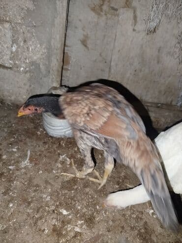 cuce satisi: Toyuq cücələri, Ətlik — 2