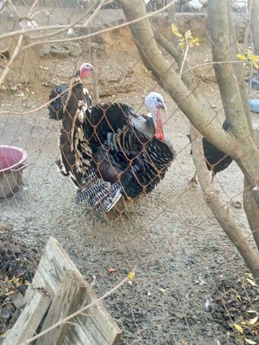 Зоотовары: Salam 8kilo erkey — 1