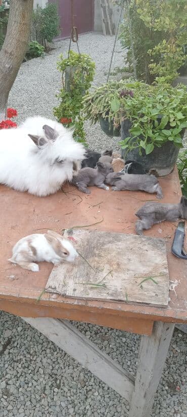 bala dovşanlar: Akor bala 10m — 8