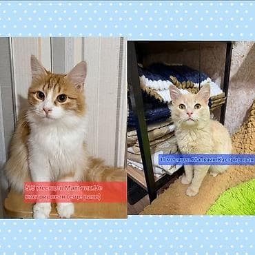 Erkək, Yaxşı əllərə