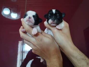 сколько стоит собака чихуахуа: Çixuahua, 1 ay, Peyvəndli — 3