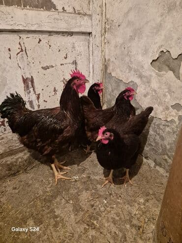 Qoyunlar, qoçlar: Toyuq, Yumurtalıq — 1