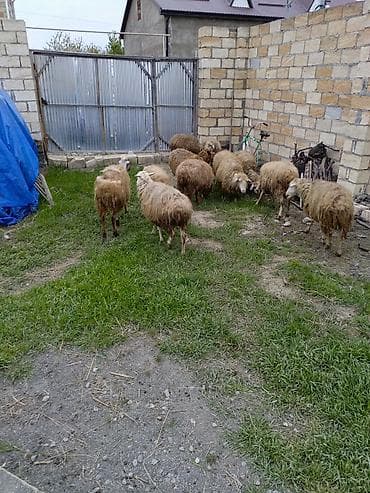 12 baş orta yaş qoyunlar satılır