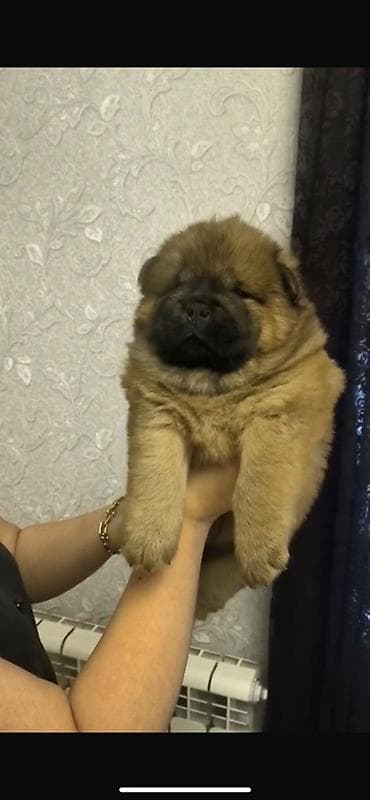 xaski balasi satilir: Çau-Çau — 1