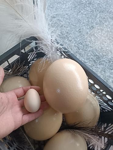 broyler yumurta: Məhsul: Təbii dəvəquşu yumurtaları Xüsusiyyətlər: - Böyük ölçü: hər — 2