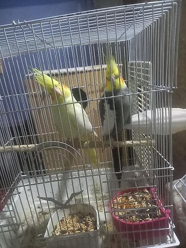 kərtənkələ: Karella Tutuqusu 1 cut qefesle beraber yuvasinda yumurtasida var — 1