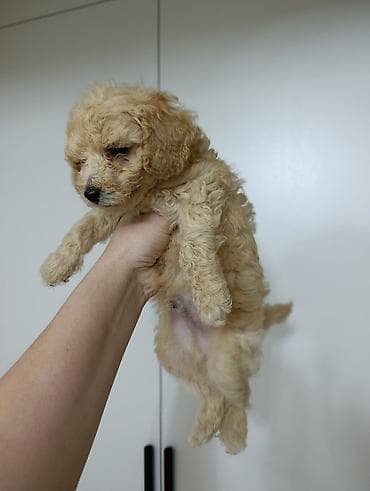 itlerin satisi ucuz: Ana pudel.Ata Pudel.Erkək bala.2 ayliq — 3