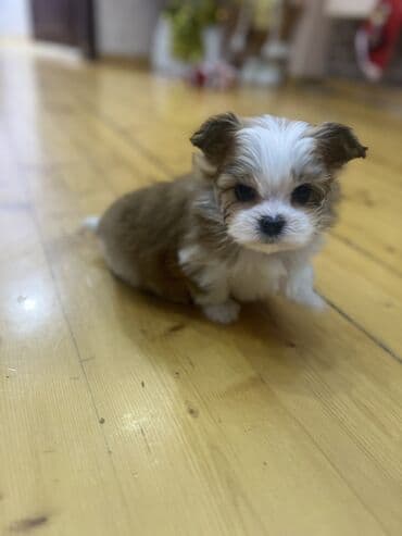 Mərmər effektli PVC panellər: Shi-tsu — 7