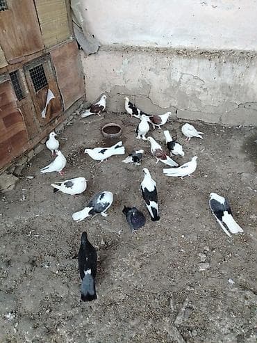 hind qusu: Quslar satılır cemi 16 denedir .3göy çəp. 3 qırmızı çep. 10 denede — 3