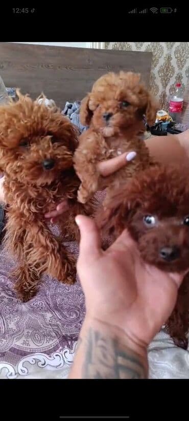 toy budel: Pudel, 3 ay, Erkek, Peyvəndli, Ünvandan götürmə — 16