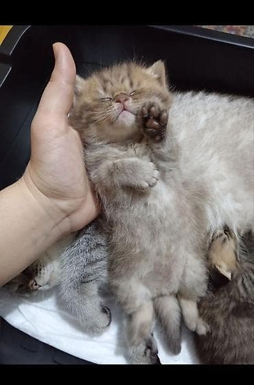 şotlan: Şotland, Erkək, Yaxşı əllərə, Ünvandan götürmə — 3