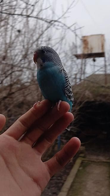 Tutuquşları: Salam. Tam ruçnoydu. Əl quşudur. İsteyen vpdan yazsın vidiosunu atım — 3