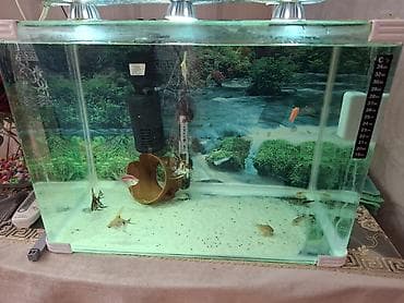 akvarium satisi: Akvaryum komplekti. - Şüşə akvaryum: düzbucaqlı forma, qalın şüşə — 3