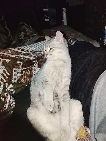 azərbaycanca pişik adları: Erkək — 4