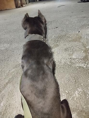 dobelman it: Kane-Korso, Erkek — 7