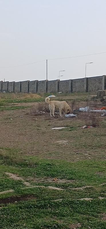 satiliq itler: Kanqal, 2 il, Erkek — 3