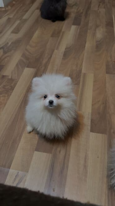 satılık dana saray: Şpitz, 2 ay, Erkek, Peyvəndli, Ünvandan götürmə — 2