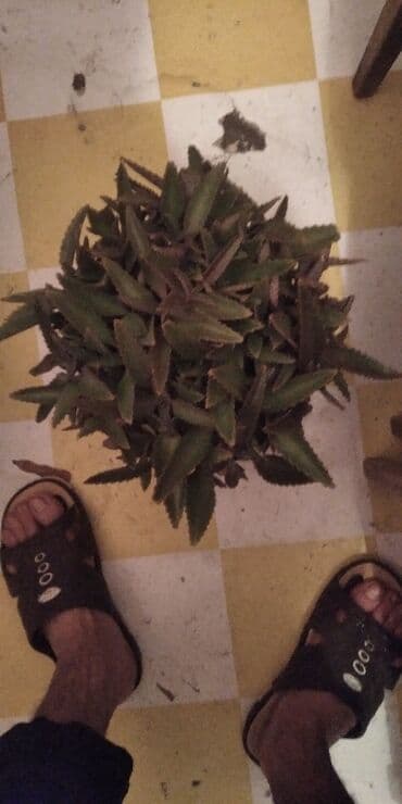 Çöl bitkiləri: Растения на заказ и в продаже кому интересно пишите — 4