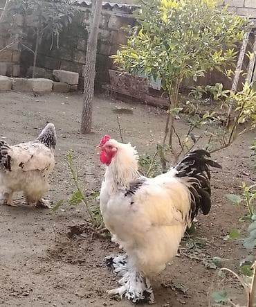 çin aslani: Brama cinsi toyuq yumurtası. Xoruz və Toyuqun şəkli göstərilib — 1