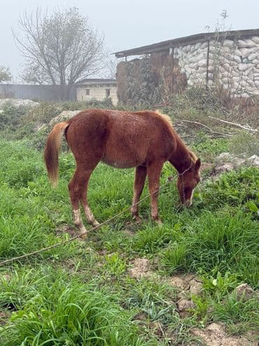 akvarium baliqlari satisi: Erkək, il: <1 — 5