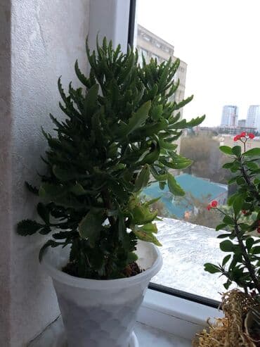 etotu bitkisi: Tebii guller — 7