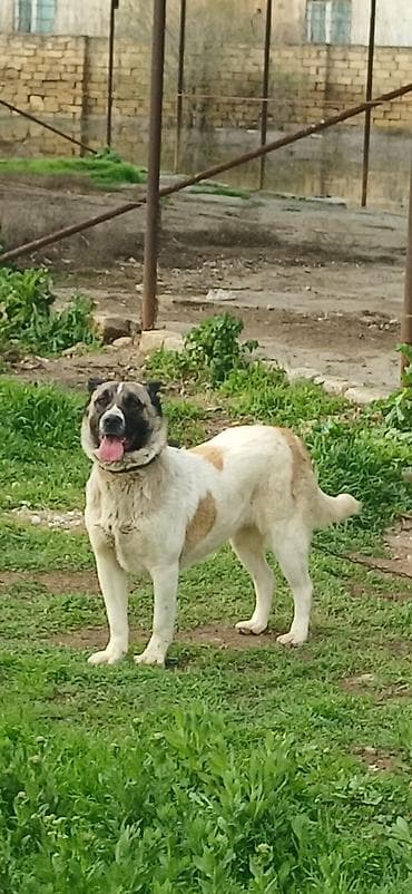 etibarli elere verilir: Qurdbasar, 10 ay, Dişi, Peyvəndli — 5