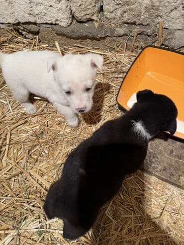 Toyota: 1 месяц — 1