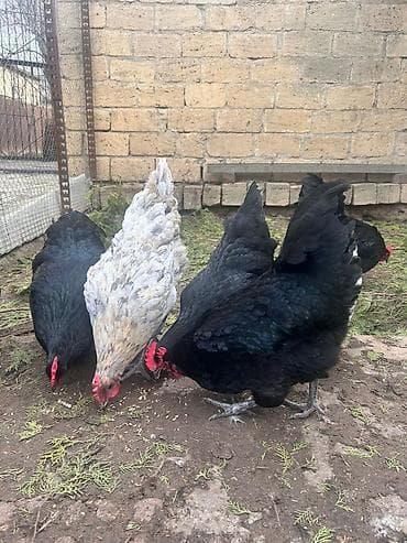 turk anqorasi: Toyuq, Australorp, Damazlıq, Ünvandan götürmə — 10