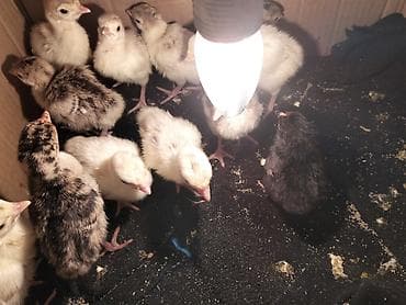 hindüşka: Hinduşka cücələri, Damazlıq — 5