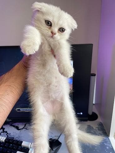 Gəmiricilər: Siam, Erkək, Dişi, Yaxşı əllərə, Ünvandan götürmə, Pulsuz çatdırılma, Ödənişli çatdırılma — 9