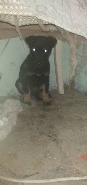 balaca boyumeyen itler: 2 ay, Ünvandan götürmə — 3