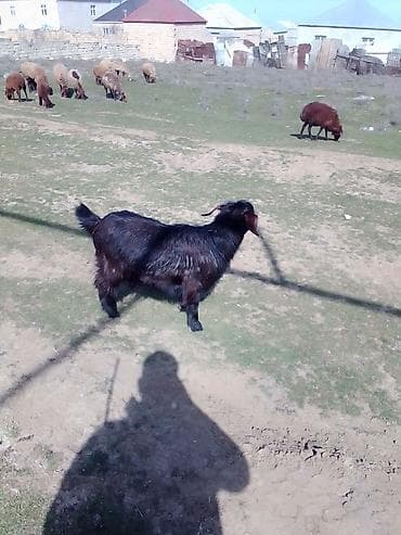 beyləqan sortu qoyun və quzuları: Dişi, Hələb, il: 1, Damazlıq — 5