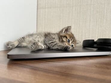 где можно купить котенка: Табби — 6