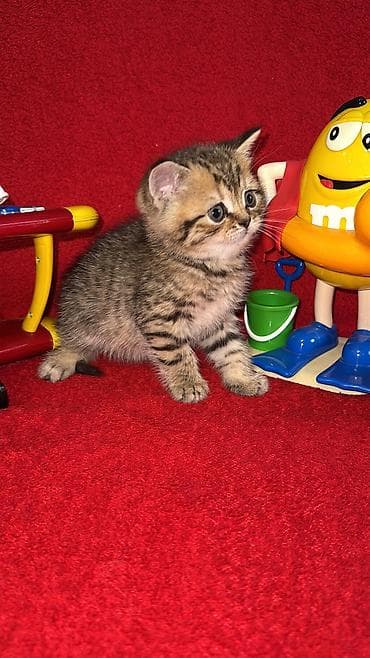 siyamski pişik: Qızıl şinşilla, Erkək, Dişi, Yaxşı əllərə, Ünvandan götürmə, Ödənişli çatdırılma, Rayonlara çatdırılma — 5