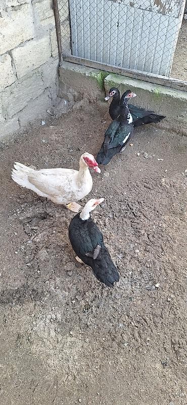 Собаки: 1 erkək 3 dişi ördək satılır qiymət 100azn razılaşmaq olar ünvan — 1