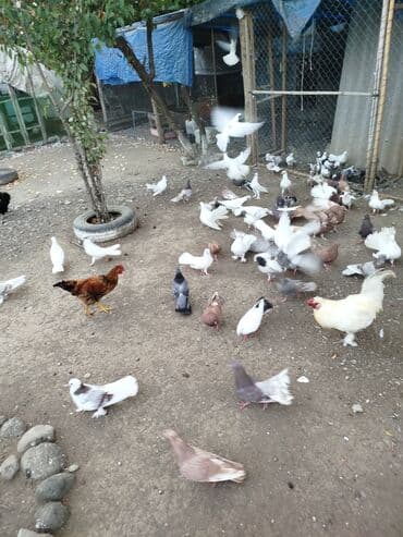 donuz balası: Məhsul: Ev quşları üçün müxtəlif cins və rəngdə göyərçin sürüsü kom200 — 6