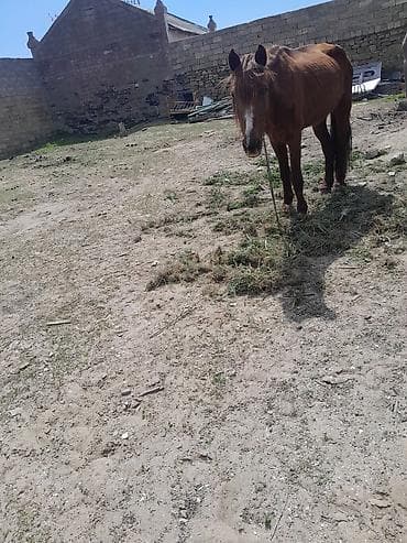 at yeher: Qəhvəyi rəngdə at - Növ: at (yerli tip) - Rəng: qır (qəhvəyi) bədən — 2