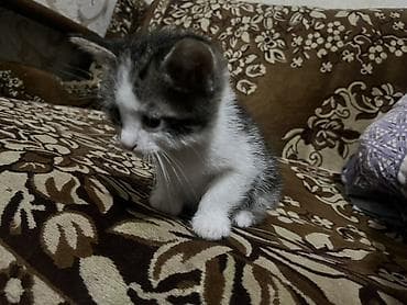 van pisiyi satilir: Sevimli balaca pişik balası - Rəng: ağ-boz, kürəyində və qulaqlarında — 2