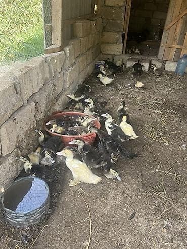 pitbull satisi: Muscovy (indouşka) ördək balaları – lal ördək balaları satılır 40 — 1
