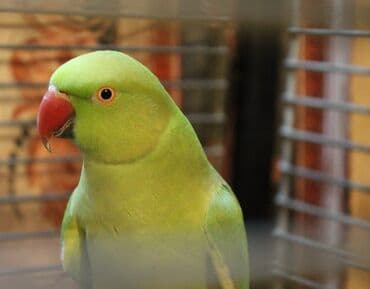 hazır inşalar: Hazir dişidi 3 yaşı var — 2