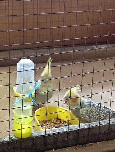 turac quşu: Giymet Sondu 5 Aylığ Bala Korella Dişi Erkey Dişlemir Ele Oyreşib — 2